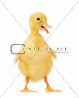 Domestic duckling isolated on white