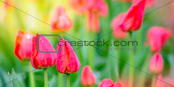 Beautiful Red Tulips in the Field. Spring Flowers