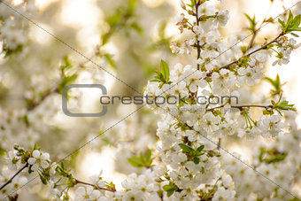 White Spring Cherry Flowers on Bright Blurred Background