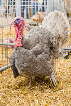 Big beautiful turkey on a farm