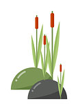 Reeds and cattail vector illustration.