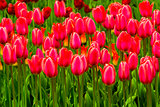 field of tulips natural season