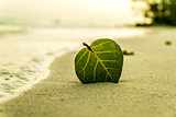 Green leaf on the beach