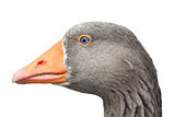 Close-up of a goose