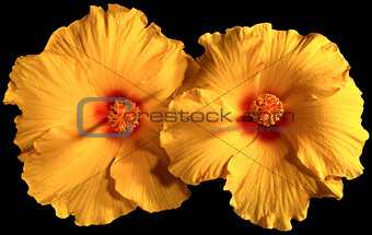 Orange Hibiscus Flowers isolated on Black