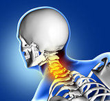 3D medical image of neck bone