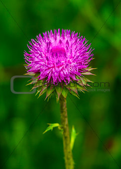thistle. pink milk thistle flower in bloom in spring. Single Thistle Flower in Bloom in the field. Pink thistle flower