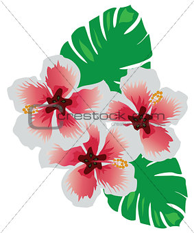 Tropical flowers