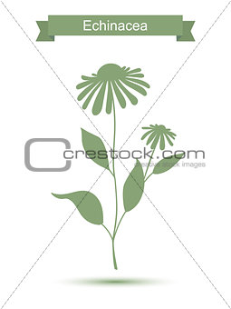 Echinacea plant with flowers silhouette