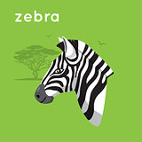 Zebra on green backdrop.
