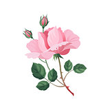 Rose Hand Drawn Realistic Illustration