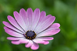 Beautiful purple daisy