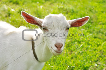 White goat on a meadow