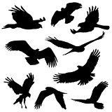 eagles and other big bird silhouettes