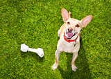 dog playing with toy or bone