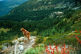 Golden Retriever Standing Over a Steep Fall Mountainous Landscap