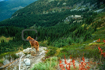 Golden Retriever Standing Over a Steep Fall Mountainous Landscap