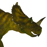 Centrosaurus Dinosaur Head