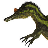 Ichthyovenator Dinosaur Head