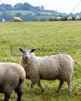 Sheep grazing in rural Northern Ireland farmland