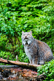 Canadian Lynx Looking Up