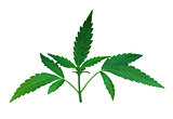 green marijuana leaves detail