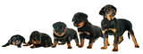 growth of puppy rottweiler