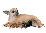 family of chihuahua
