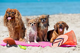 dogs on beach