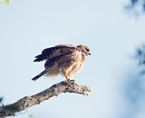 Young Red Shouldered Hawk
