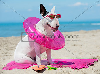bull terrier on beach