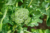 Cabbage broccoli with green leaves