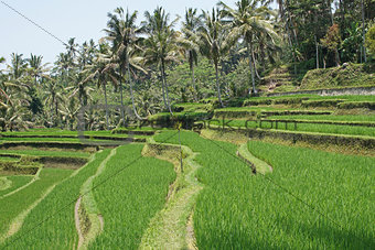 Rice field, Bali, Indonesia