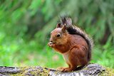Cute squirrel eating a nut
