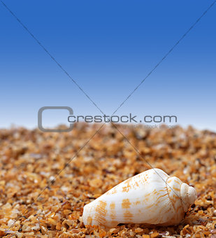 Shell of cone snail on sand 