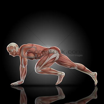 3D render of a medical figure with muscle map in press up pose