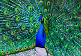 peacock. peafowl. Beautiful spread of a peacock. beautiful peaco