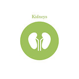 Vector kidney icon