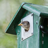 Young sparrow sitting in a birdhouse