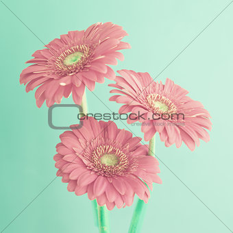 Pink daisies over mint