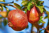 Fruit of Punica Granatum