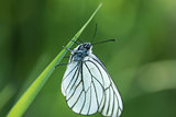 white cabbage butterfly sitting on a green leaf