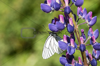 white cabbage butterfly sitting on a blue flower