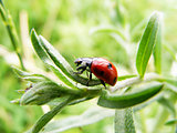 ladybird macro
