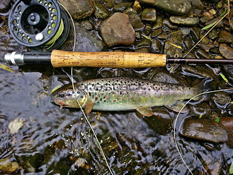 Fly fishing trout