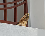 Common kestrel perched on a building