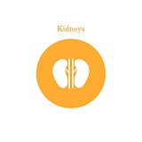 Vector kidney icon
