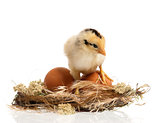 Newborn chick in nest
