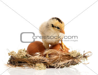 Newborn chick in nest
