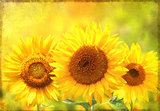 Grunge background with sunflower